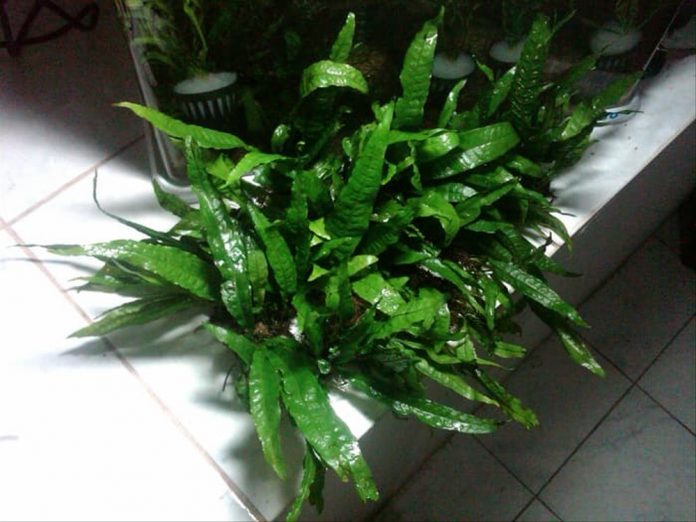 20+ Types of Fern in The World – The Facts and Description - Natgeos