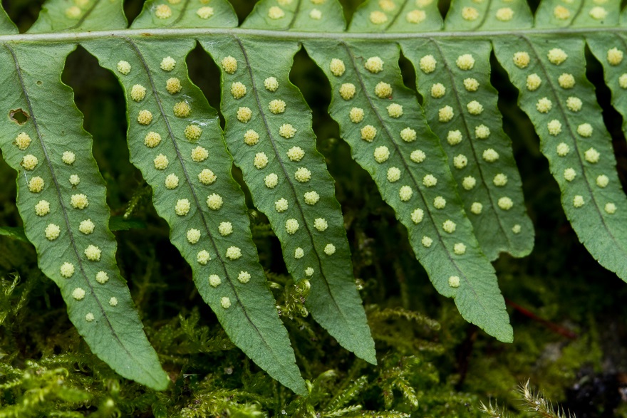 Licorice Fern