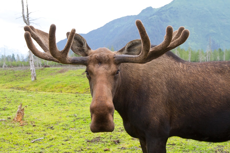 Moose deer
