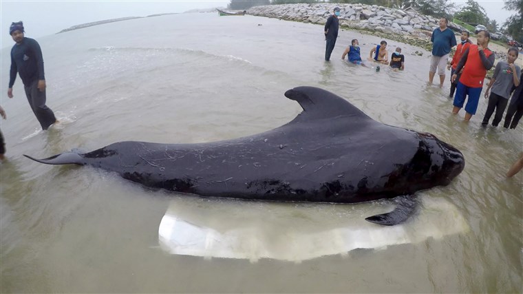 Pilot whale