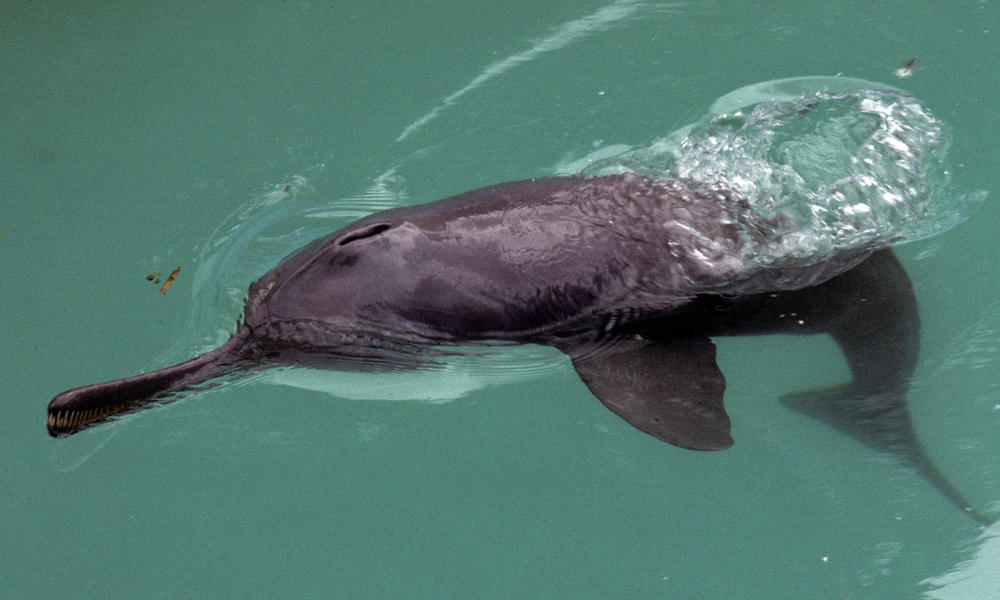 Plataniste or Ganges river dolphin (Platanista gangética), Karnaphuli river, Bangladesh.