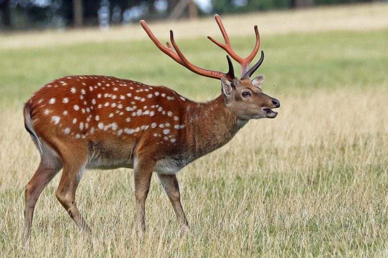 20+ Types of Deer in The World – The Description - Natgeos