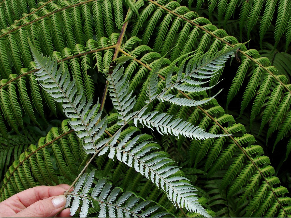 Silver fern