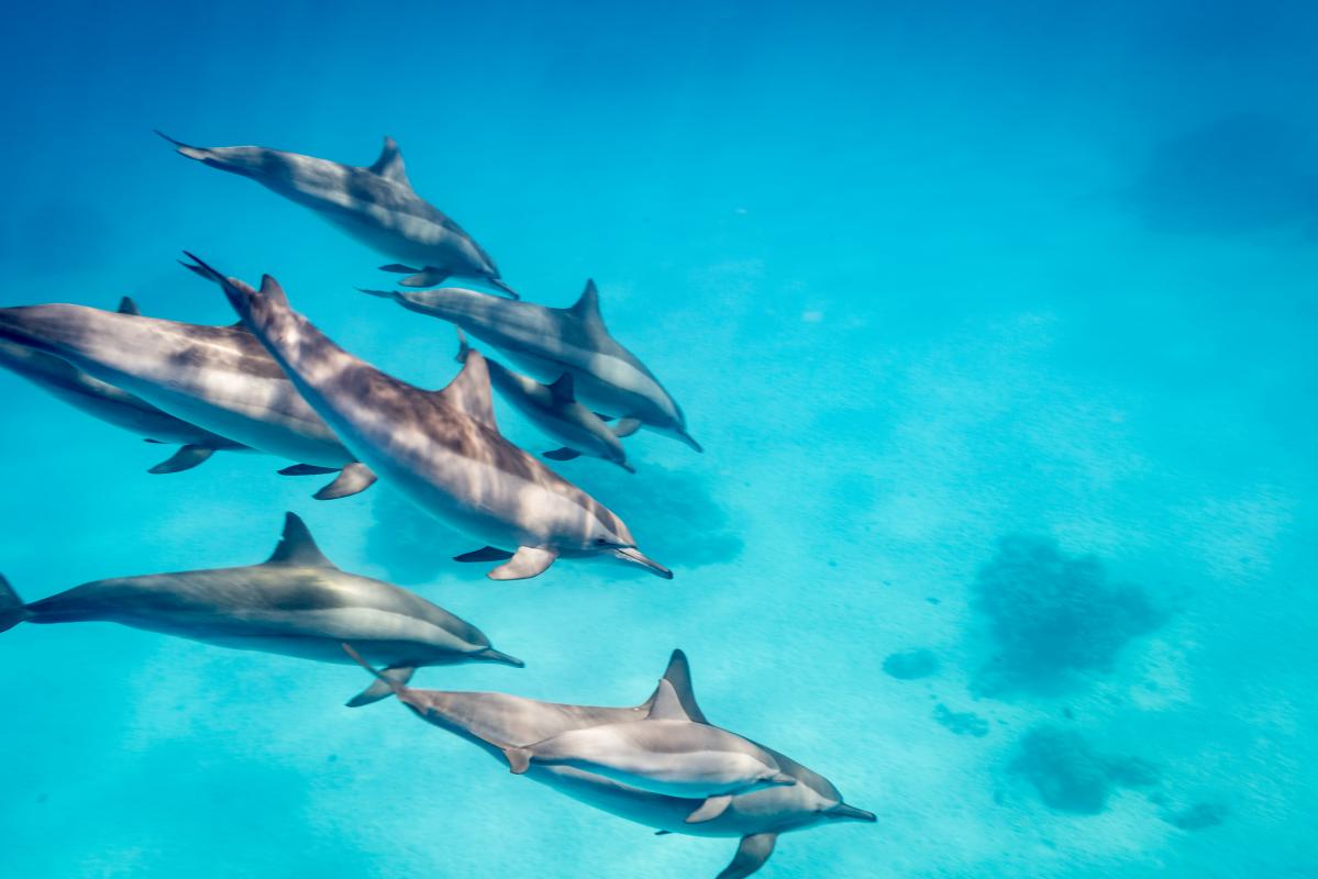 Spinner dolphin 