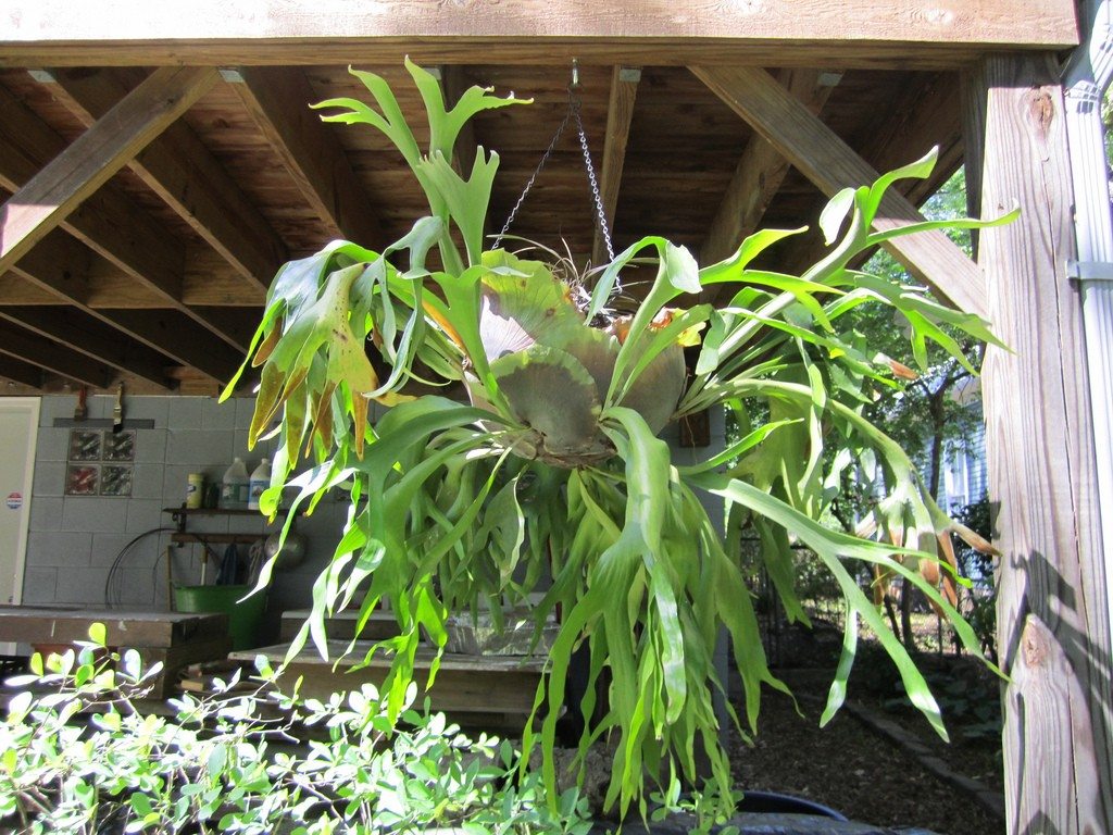 Staghorn fern