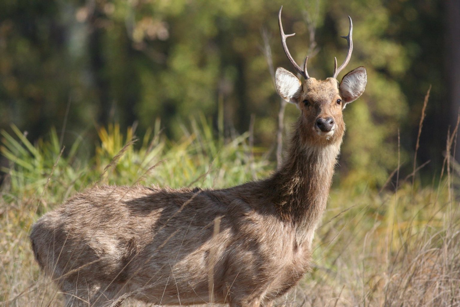 Олень-Лира (Cervus eldii)