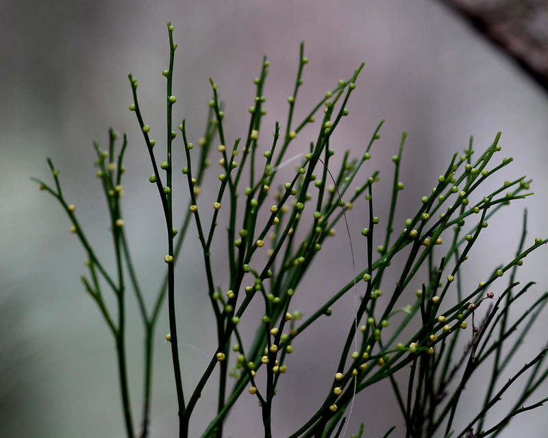 Whisk fern