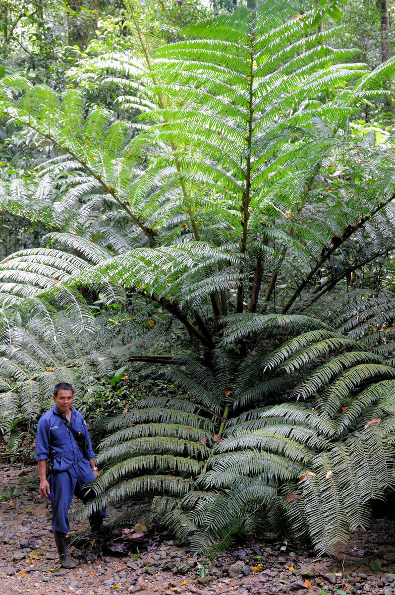 Giant fern