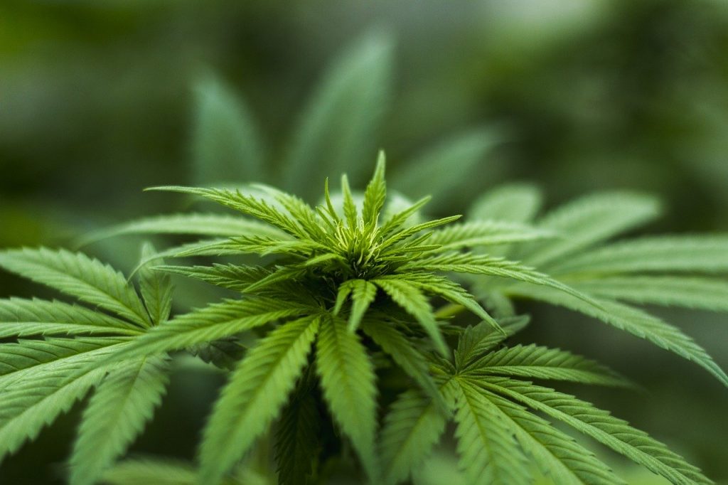 types of weeds; sativa weed