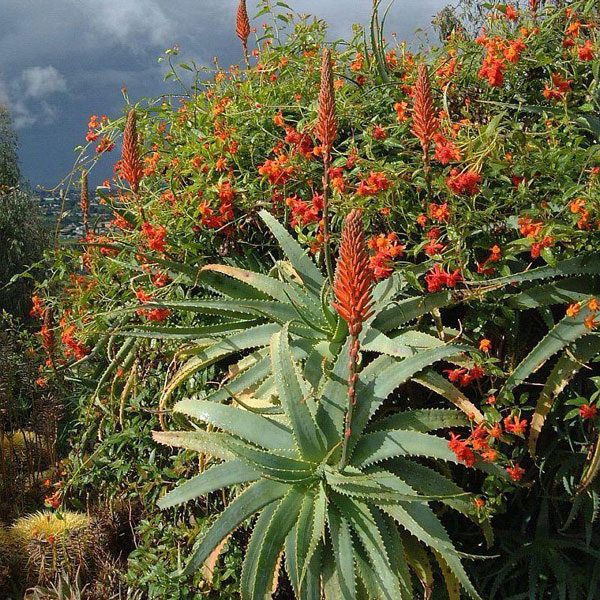 Aloe arborescens “krantz aloe” plants