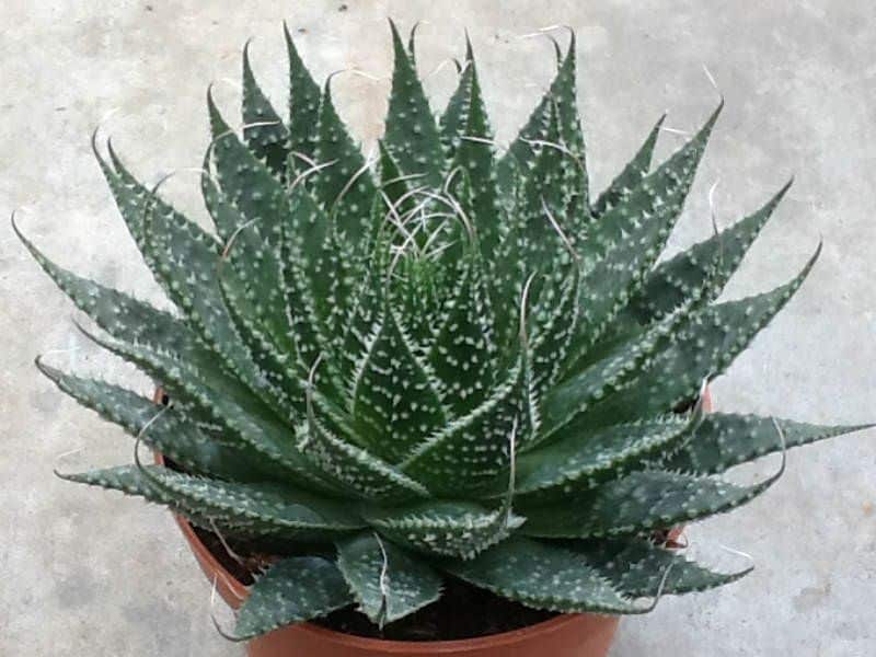Aloe aristata “lace aloe” plants