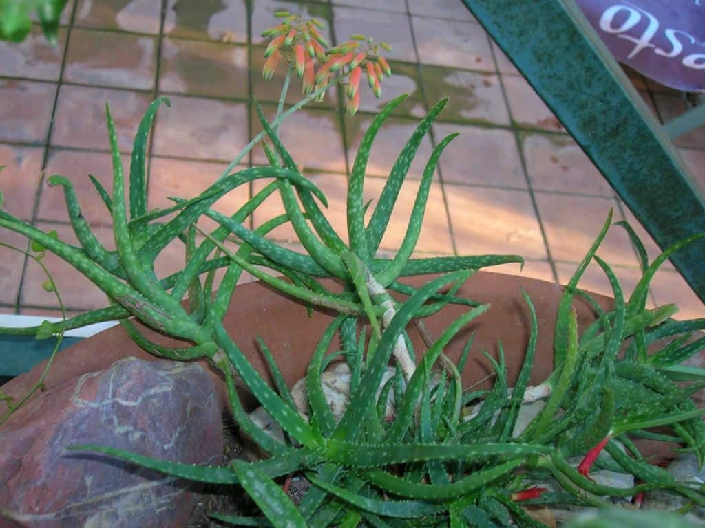 Aloe bakeri “baker aloe” plants