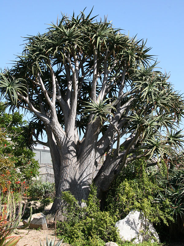 Aloe barberae “tree aloe”