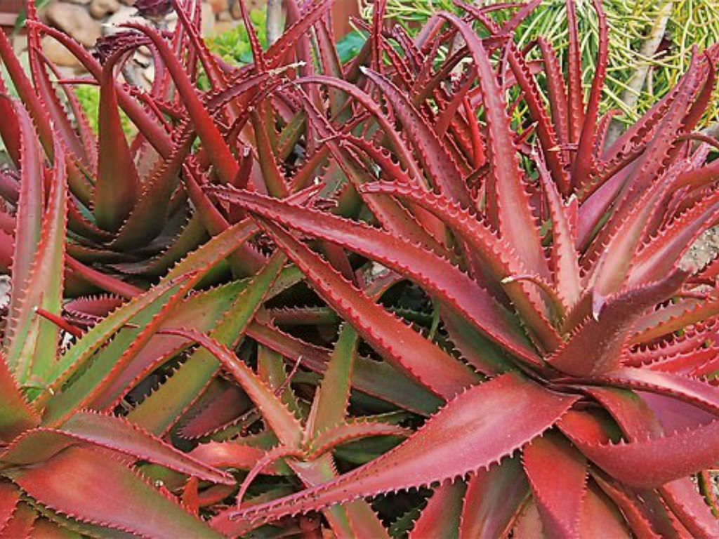 Aloe cameronii “red aloe” plants