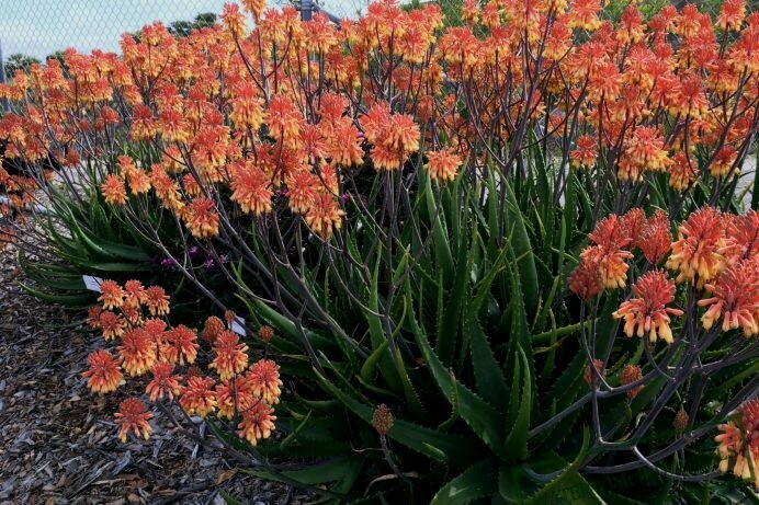 Aloe camperi “popcorn aloe” plants