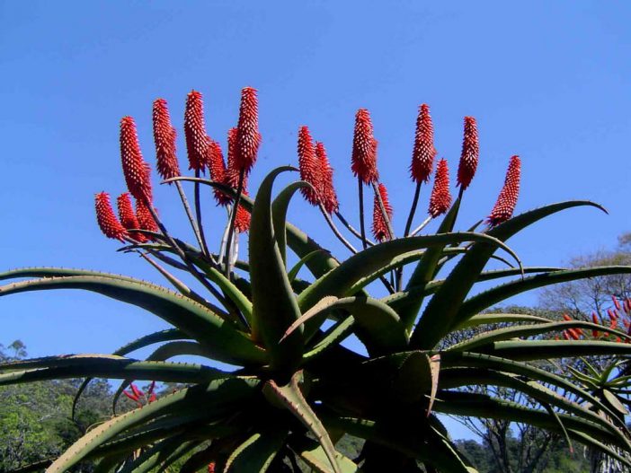 Aloe excelsa “zimbabwe aloe” plants