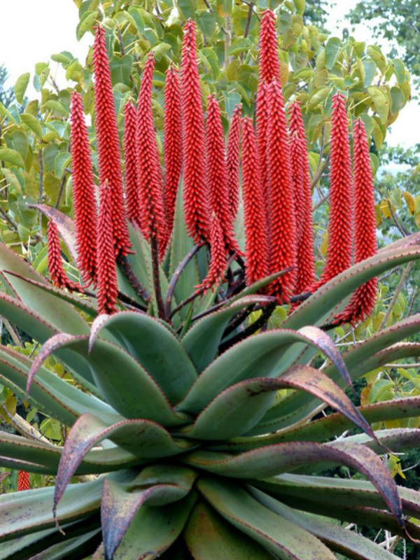 Aloe ferox “bitter aloe” plants