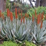 Types of Aloe Plants