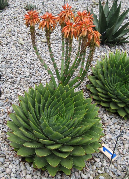 Aloe polyphylla “spiral aloe”