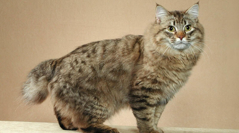 American bobtail