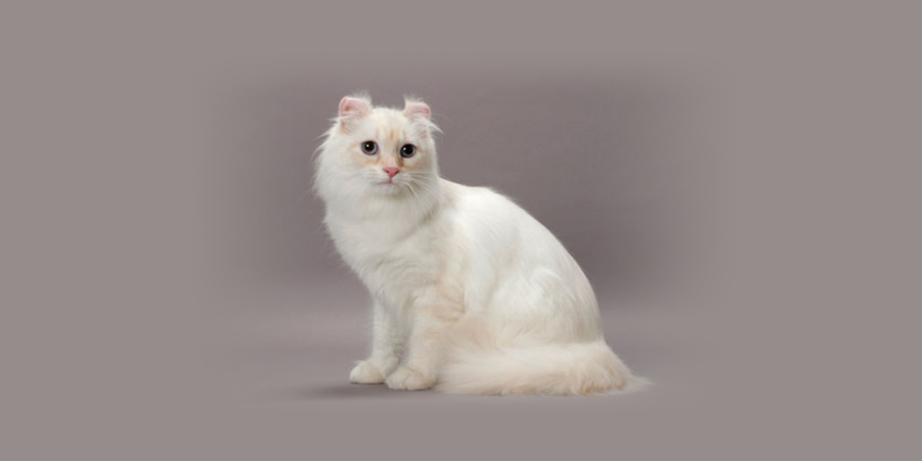 American curl