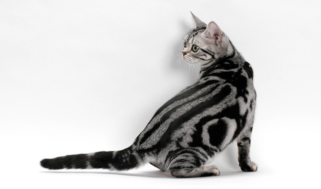 domestic shorthair tabby cat