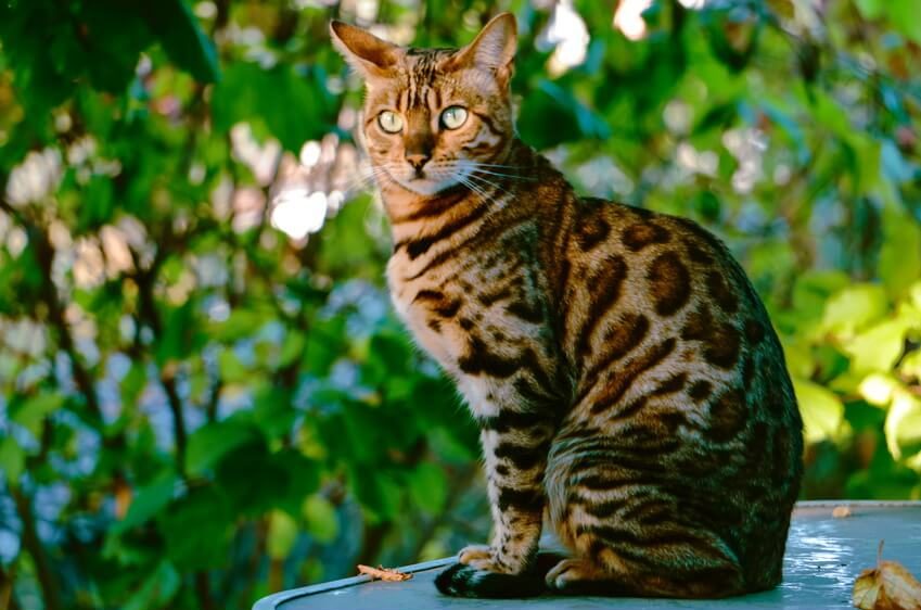 types of tabby cats colors