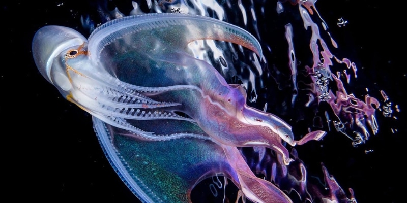Octopus-système holographisch Bleu 0,65 mm 5/0 3 divisait 