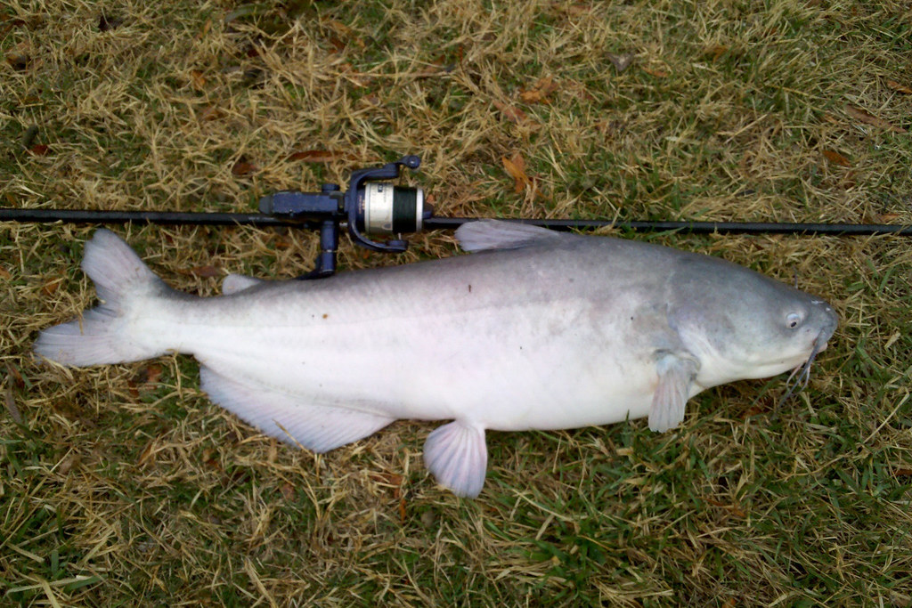 Blue catfish