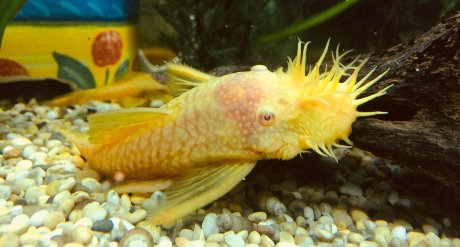 Bristlenose pleco catfish