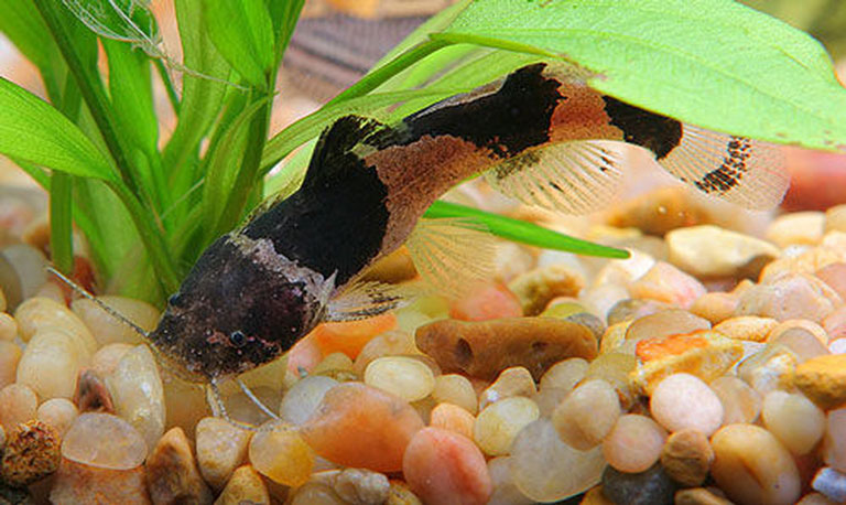 Bumblebee catfish