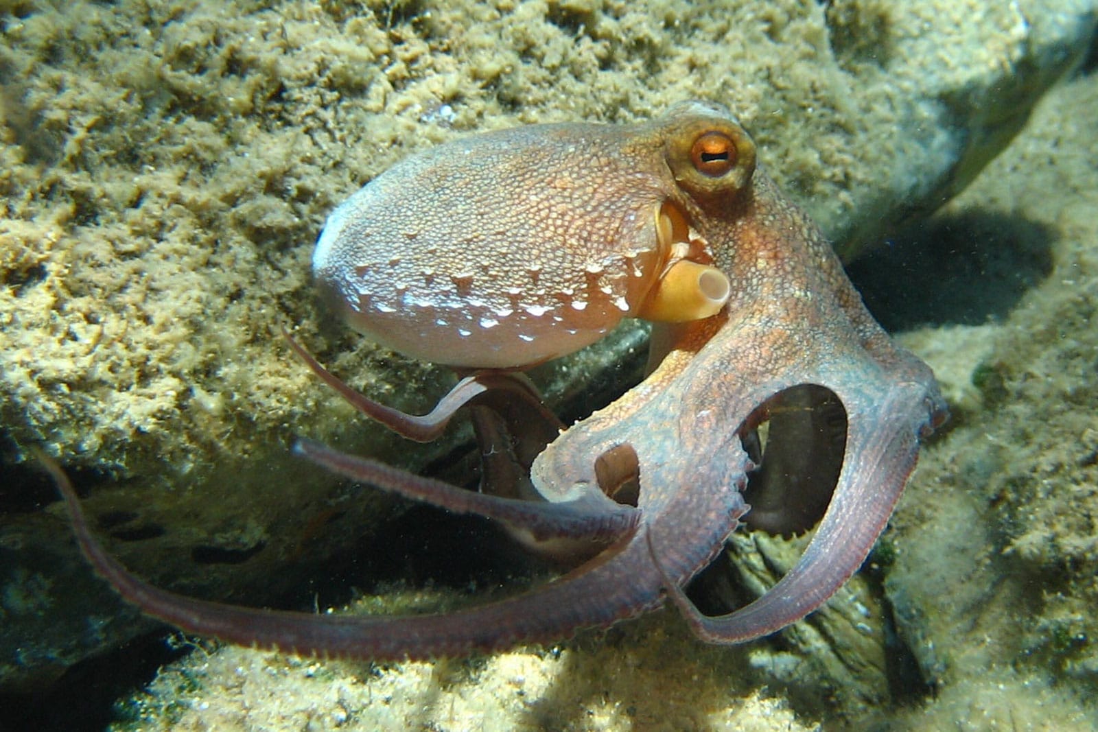 Different Types of Octopus You Have to Know! Natgeos