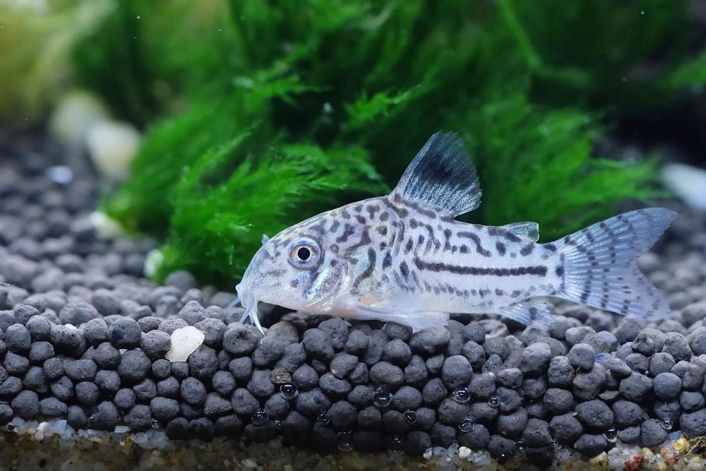 Corydoras catfish