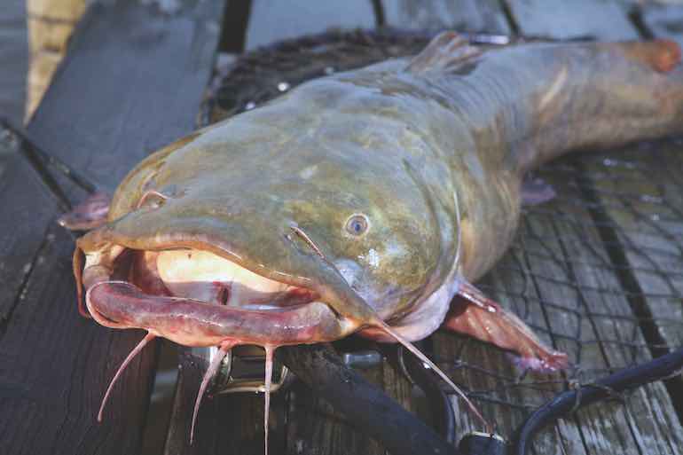 Flathead catfish