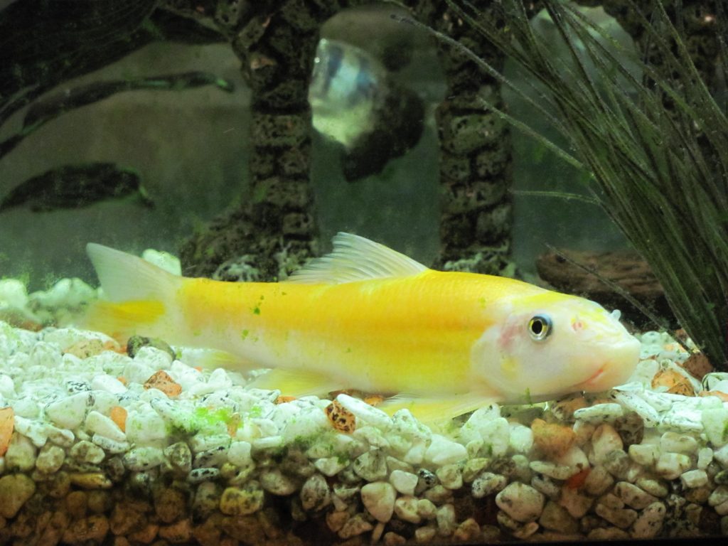 Golden Chinese algae eater catfish