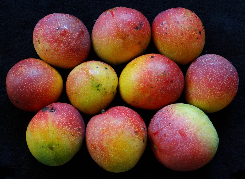 The Popular Types of Mangoes in The World Natgeos