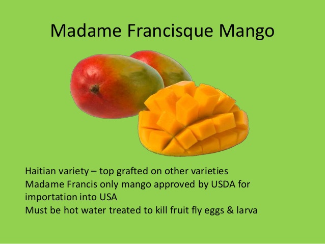 Madame francisque mango