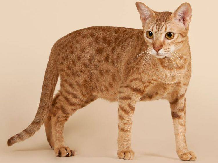 Ocicat