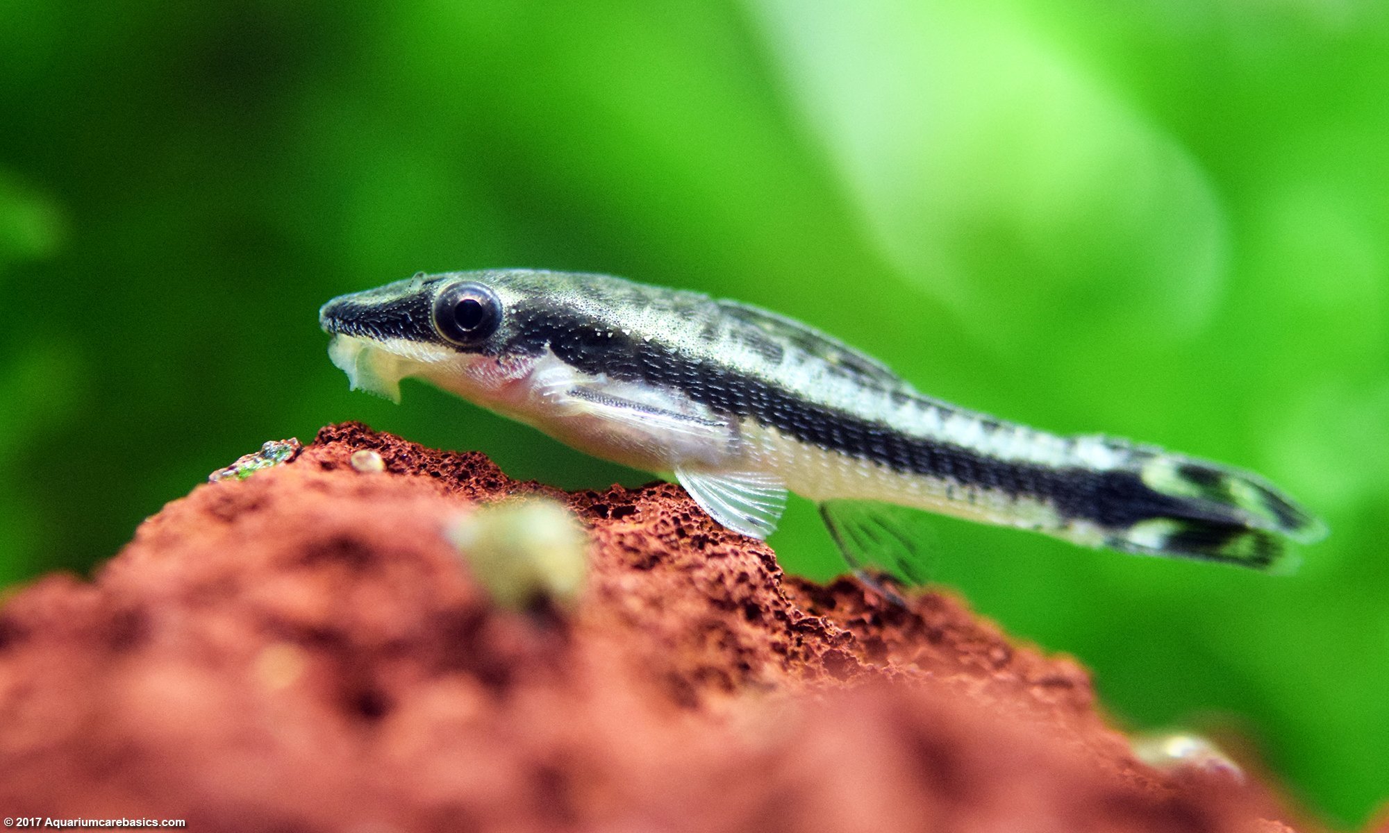 Otocinclus catfish