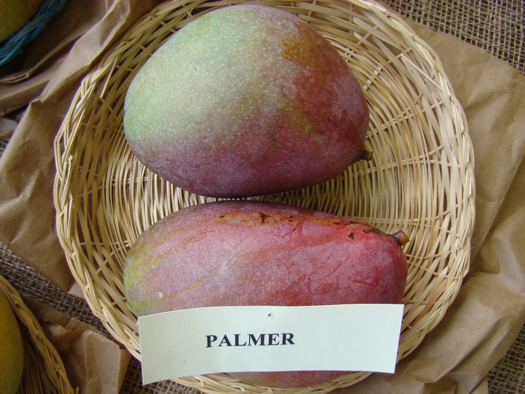 Palmer mango