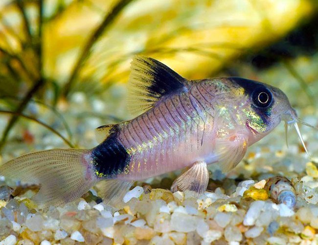 Panda corydoras catfish