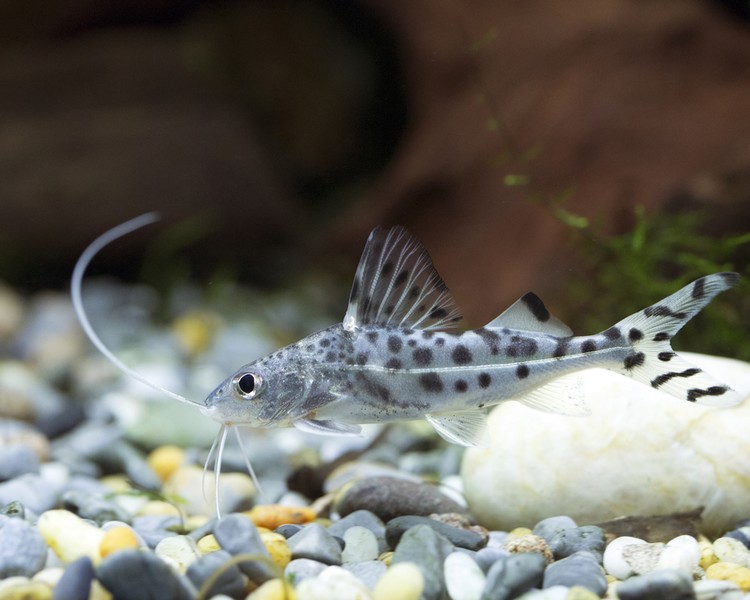 Pictus catfish