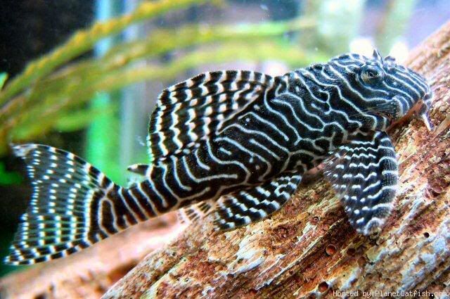 Queen Arabesque pleco