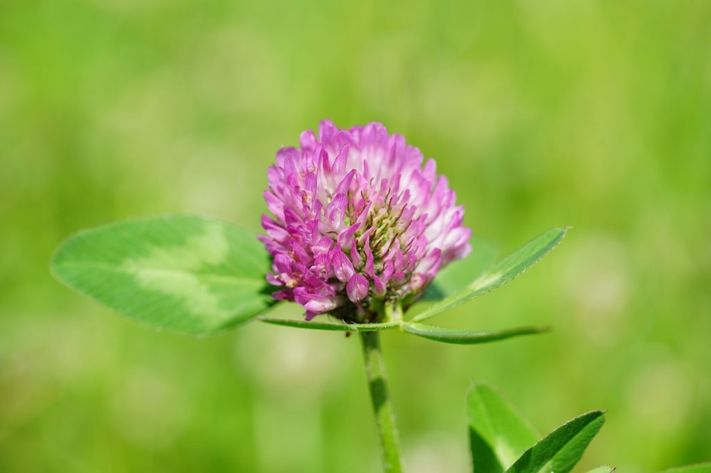 types of clovers