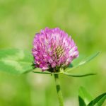 red clover