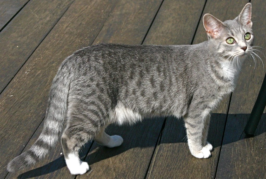 Spotted tabby cat