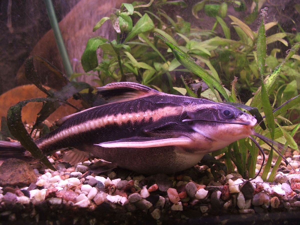 Striped raphael catfish