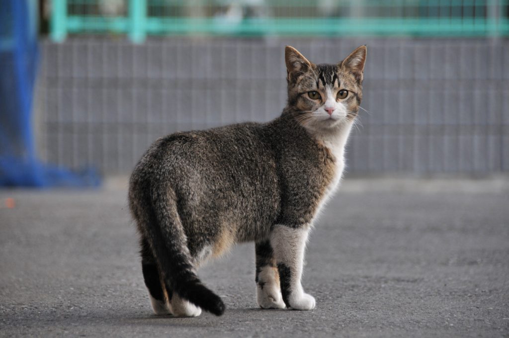 Ticked tabby cat with residual markings