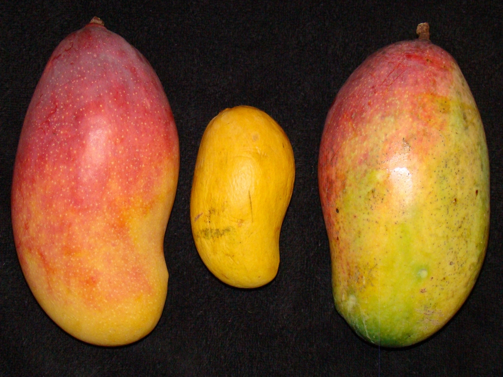 Valencia pride mango