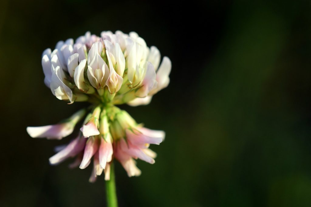 white clover types